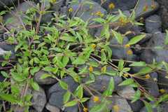 Spilanthes uliginosa